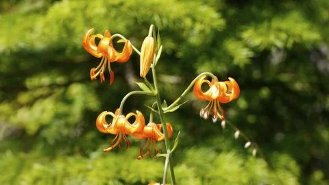 Flowers Foto stock