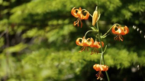 Flowers Stock Photos