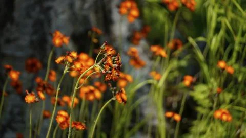Flowers Stock Photos