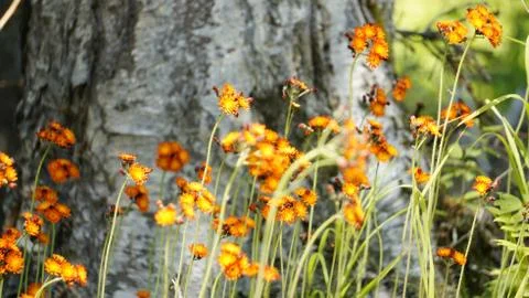 Flowers Foto stock