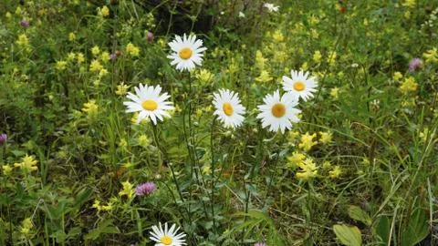 Flowers Stock Photos