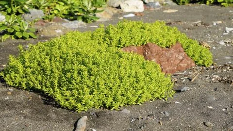 Flowers Stock Photos