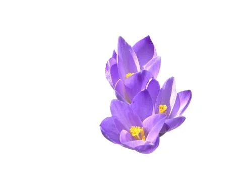 Flowers Stock Photos