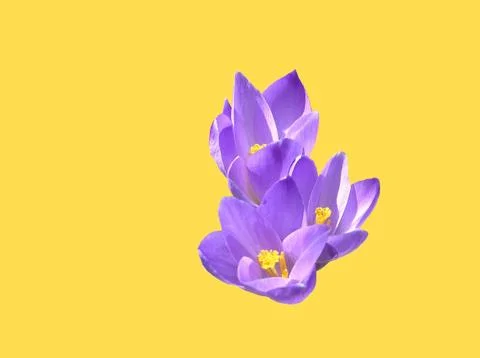 Flowers Stock Photos