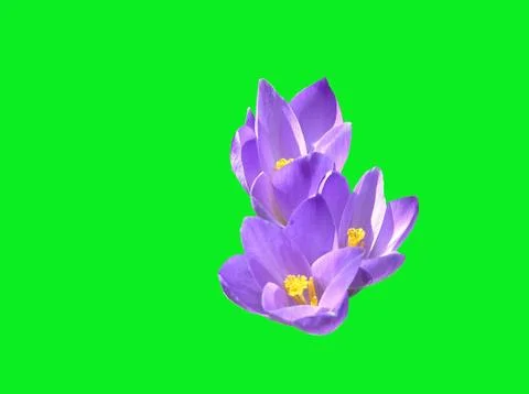Flowers Stock Photos
