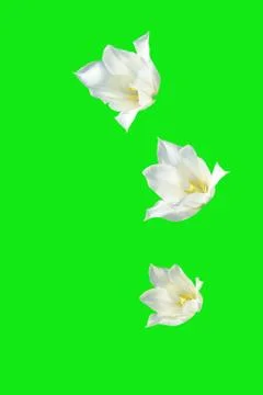 Flowers Stock Photos