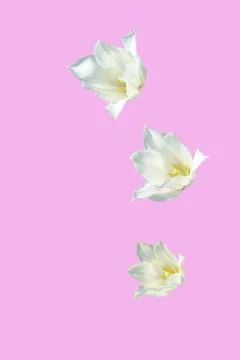 Flowers Stock Photos