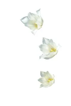 Flowers Foto stock