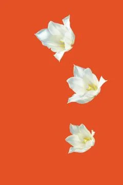 Flowers Stock Photos