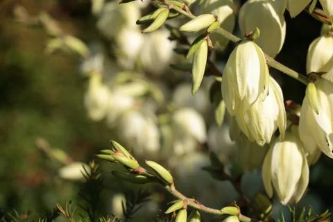 Flowers Stock Photos