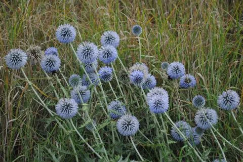 The flowers 스톡 사진