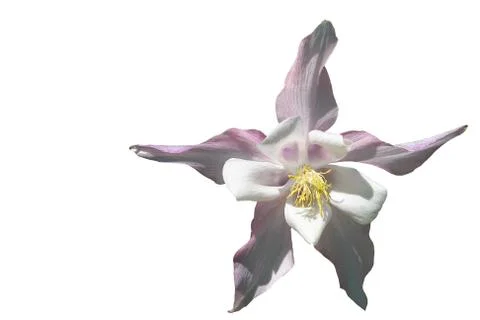 Flowers Stock Photos