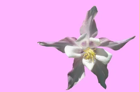 Flowers Foto stock