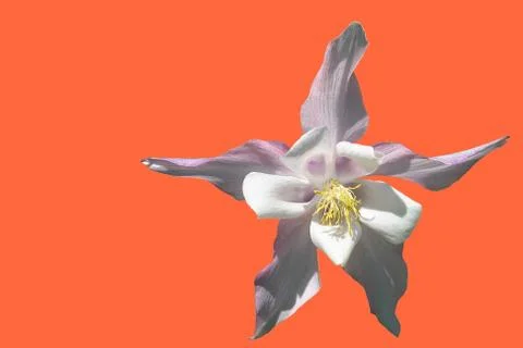 Flowers Stock Photos