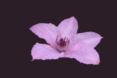 Flowers Stock Photos