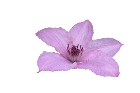 Flowers Stock Photos