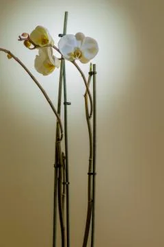 Flowers Stock Photos