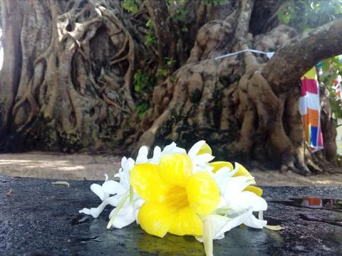 Flowers Stock Photos