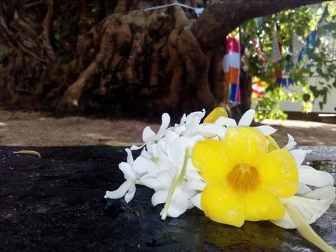 Flowers Stock Photos