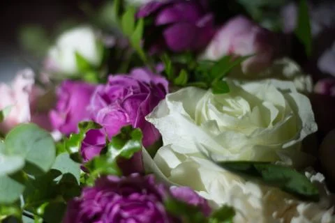 Flowers Stock Photos