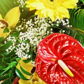 Flowers Stock Photos