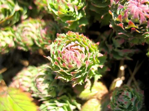 Flowers Stock Photos