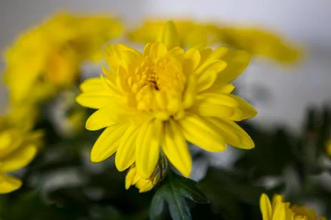 Flowers Stock Photos