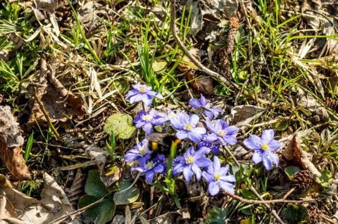 Flowers Stock Photos