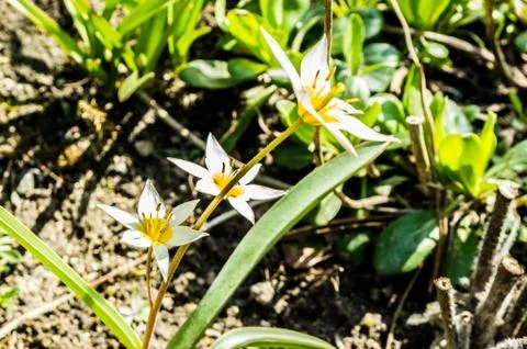 Flowers Stock Photos