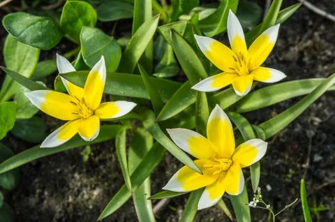 Flowers Stock Photos