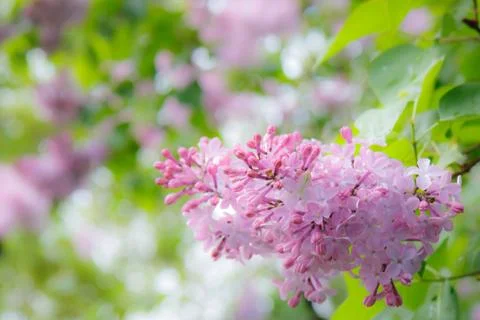 Flowers Stock Photos