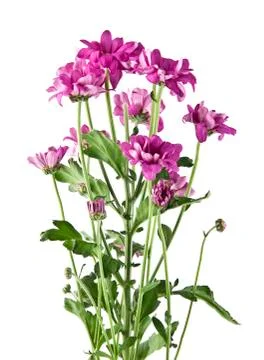 Flowers Stock Photos