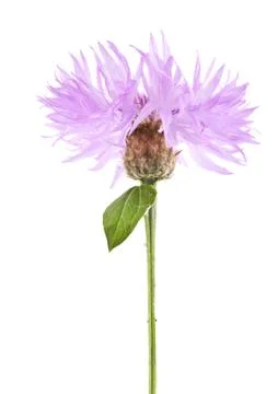 Flowers Stock Photos