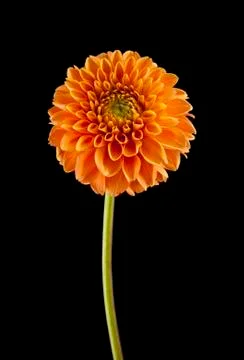 Flowers Stock Photos