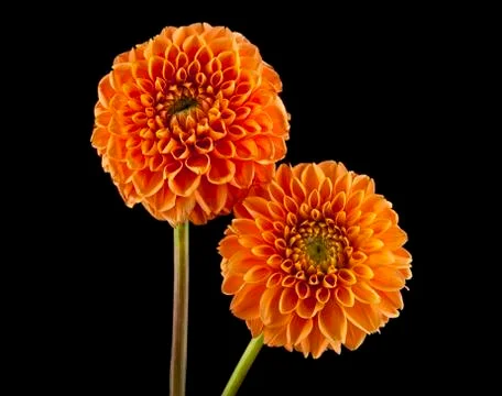 Flowers Stock Photos