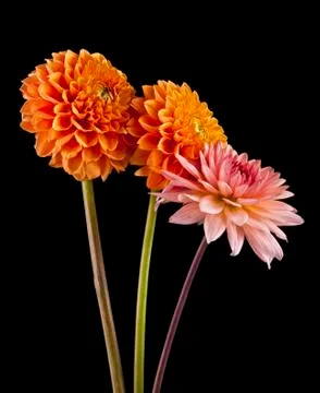 Flowers Stock Photos