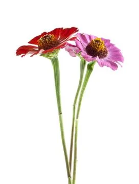 Flowers Stock Photos