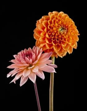 Flowers Stock Photos