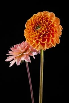 Flowers Stock Photos