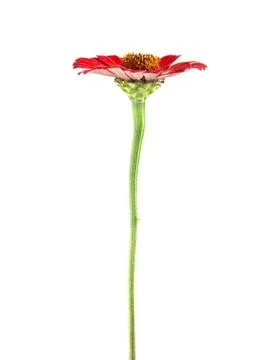 Flowers Stock Photos