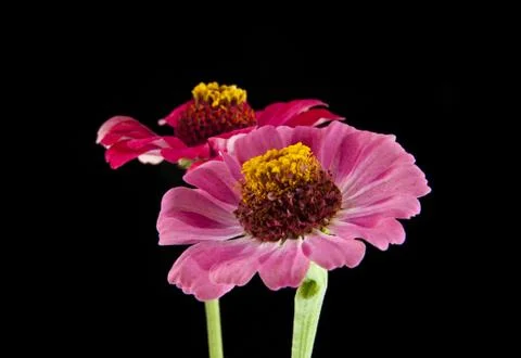 Flowers Stock Photos