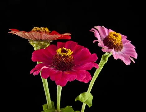 Flowers Stock Photos