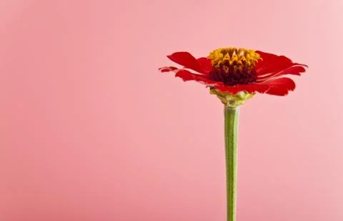 Flowers Stock Photos