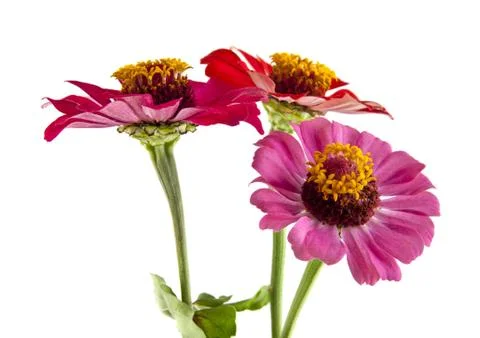 Flowers Stock Photos