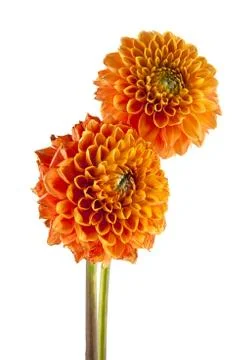 Flowers Stock Photos