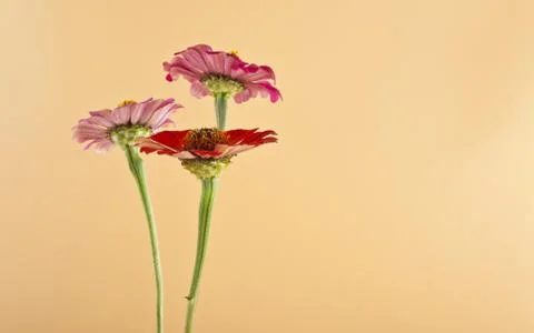 Flowers Stock Photos