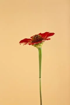 Flowers Stock Photos