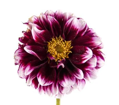 Flowers Stock Photos