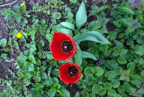 Flowers Foto stock