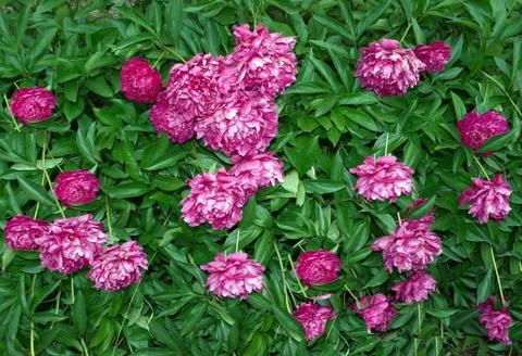 Flowers Stock Photos